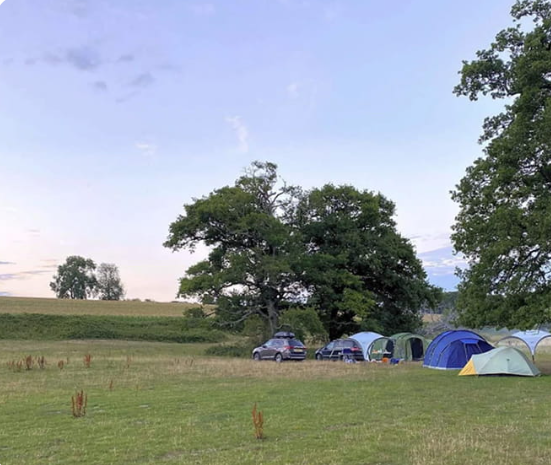 Tents pitched on open meadow at dusk with cars alongside and mature oaks behind